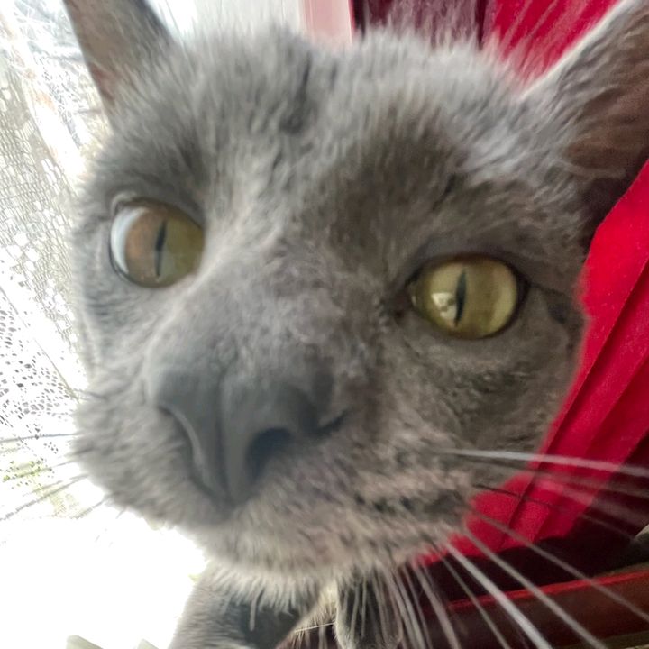 Profile Picture of Crystal Osborn (@crystal.osborn0) on Tiktok