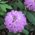 Profile Picture of Sharon Simson (@ssimson1999) on Instagram