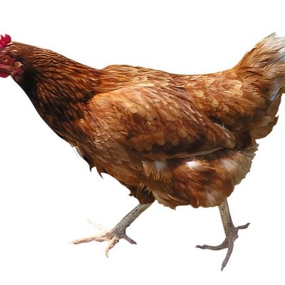 Profile Picture of Angelo Severino (@angsev) on Twitter