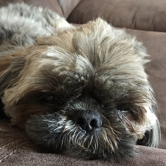 Profile Picture of Michelle Rummell (@mrummell) on Poshmark