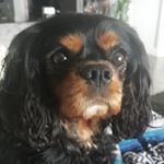 Profile Picture of Gunner Scott (@gunnerthecavalier) on Instagram