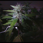 Profile Picture of Jose Garibaldi (@josegaribaldi5643) on Youtube