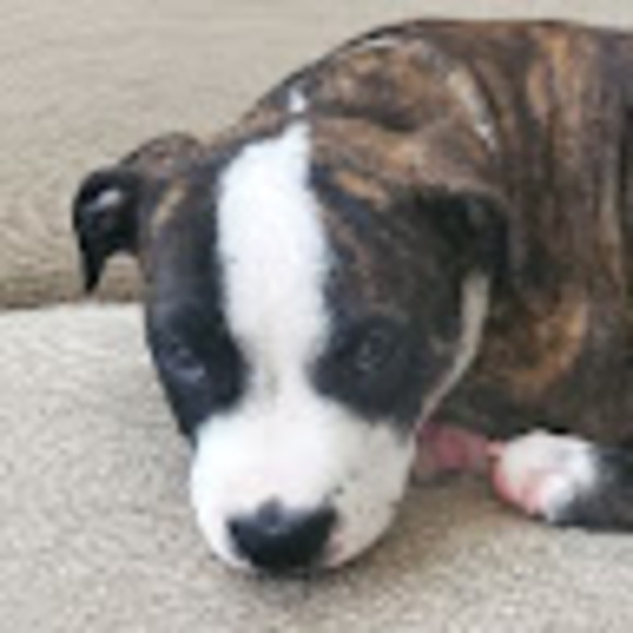 Profile Picture of Brooke Warholic (@brookewarholic) on Poshmark