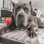 Profile Picture of Troy Walsh (@troy_walsh) on Instagram