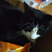 Profile Picture of Sun Chip Cat Chip Cat (@sun-chip-cat-chip-cat) on Quora
