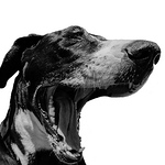 Profile Picture of Deutsche Dogges (@bk.dogge (world cup and wimbledon)) on Flickr