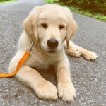 Profile Picture of Leo 🦁 Bruce 🐺 (@staygoldenmotherpuppers) on Instagram