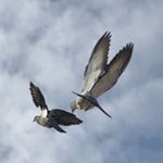 Profile Picture of Dylan Hartigan (@hartigand) on Instagram