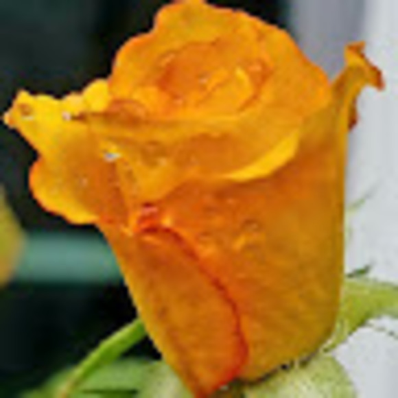 Profile Picture of Kristin Cristelli (@k_cristelli) on Poshmark