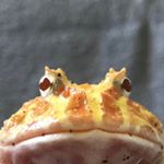 Profile Picture of kirby 🍋 (@albinofrogkirby) on Instagram