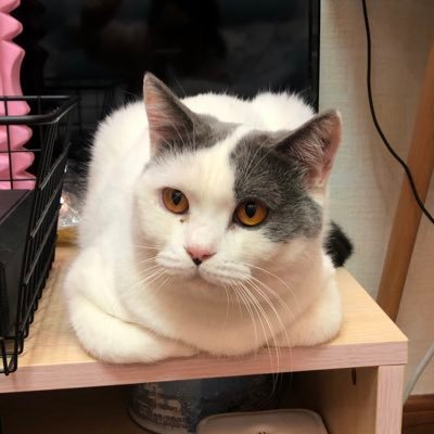 Profile Picture of Kathy Hsu (@KathyHsu6) on Twitter