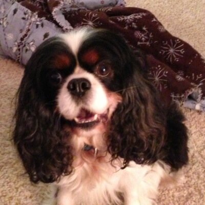 Profile Picture of Connie O'Brien (@Connie_S_OBrien) on Twitter