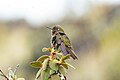 Profile Picture of Neblina metaltailon Wikipedia