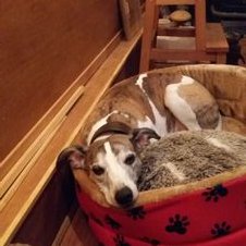 Profile Picture of Dawn Wilder (@whippetsrule73) on Twitter