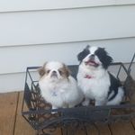 Profile Picture of Gregory J Tobin (@snowlepords1650) on Instagram