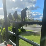 Profile Picture of Marie Sinclair (@marie.sinclair.5268) on Facebook