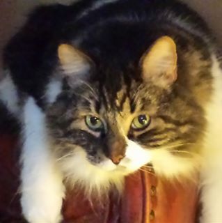 Profile Picture of Gerald Quintal (@gerald.quintal.5) on Facebook