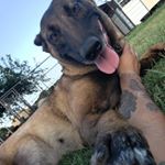 Profile Picture of Joseph Canales (@k9phoenix10) on Instagram