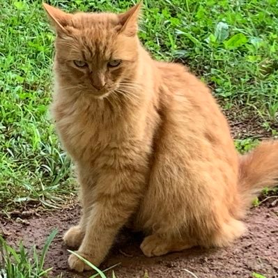 Profile Picture of Alex (@AlexHoosier1) on Twitter