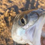 Justin Forman - Instagram Profile Picture of Justin Forman (@stanzz07) on Instagram