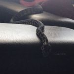 Profile Picture of Darcy Maxwell (@snek123455) on Instagram