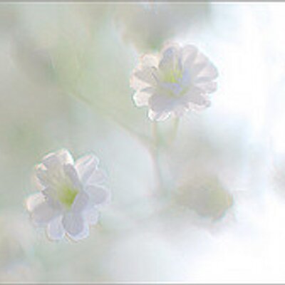 Profile Picture of Robert Mcabee (@mcabee_robert) on Twitter