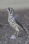 Profile Picture of Thrush (bird) - Wikipediaon Wikipedia