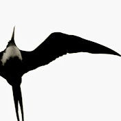 Profile Picture of Paul Amir Kazemi (@chelonia44) on Youtube