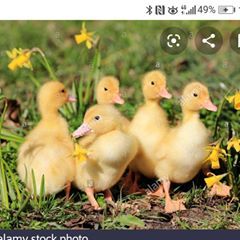 Profile Picture of Michela Foglietta (@michelafoglietta0) on Tiktok