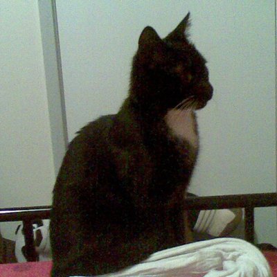 Profile Picture of Michael Pettitt (@Michael35989973) on Twitter