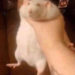 Profile Picture of David Emmert (@spongbae) on Instagram
