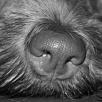 Profile Picture of Cooper Brandy (@cooperbrandy123) on Flickr