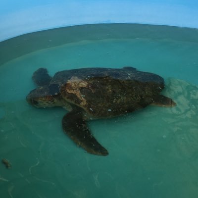 Profile Picture of Charles Hutchinsonon Twitter