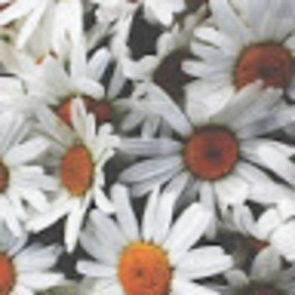 Profile Picture of Anna Tkachenko (@anna_tkachenko) on Poshmark