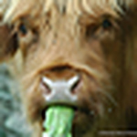 Profile Picture of Randy Ricketts (@randys nature photos) on Flickr