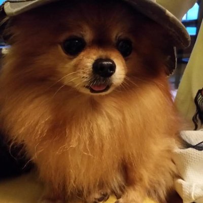 Profile Picture of Yonghong Zhao (@JanetYonghong) on Twitter