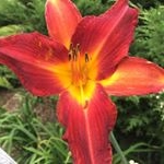 Profile Picture of Lucas I. (@lucas.isom) on Instagram