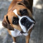 Profile Picture of Joseph Ippolito (@joseph.ippolito.733) on Instagram