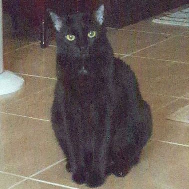 Susan King - Twitter Profile Picture of Susan King (@paulajules) on Twitter