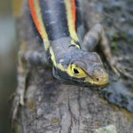 Profile Picture of Lorenzo Sullivan (@lorenzosullivan) on Instagram