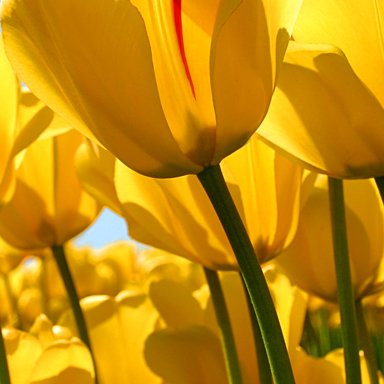 Profile Picture of Cheril Virginia Andr (@AndrCheril) on Twitter