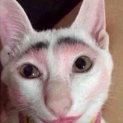 Profile Picture of Larryloiseau (@felixfrancois2) on Twitter