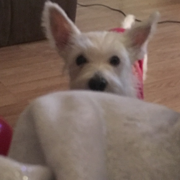 Profile Picture of Norangeli Aviles (@queennora99) on Poshmark