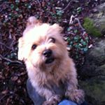 Profile Picture of Gillian Clifford Graham (@gilliancliffordgraham) on Instagram