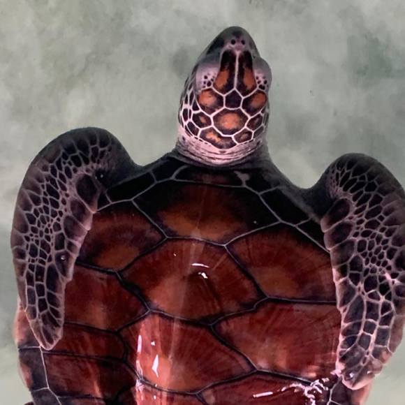 Profile Picture of Ralph Levinson (@ralphlevinson) on Poshmark