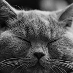 Joel Llewellyn - Instagram Profile Picture of Joel Llewellyn (@joelcoen9) on Instagram