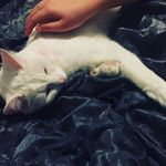 Jesse Jasper - Instagram Profile Picture of Jesse Jasper (@jesse.jasper.kitty) on Instagram