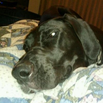 Profile Picture of Chris Hiltz (@hiltzyNS) on Twitter