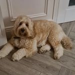 Profile Picture of Stephen Pentony (@stephenpentony) on Instagram