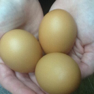 Profile Picture of Scott Janzen (@JanzenScott) on Twitter